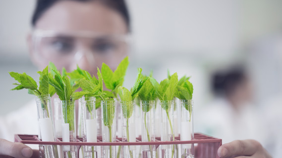 Weibliche Wissenschaftlerin mit Jungpflanzen im Labor