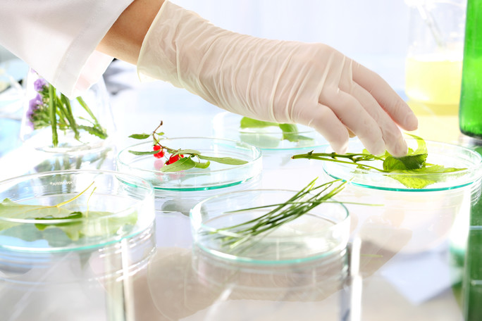 Pflanzenvermehrung. Biotechnologe untersucht Pflanzenproben in einem Labor.