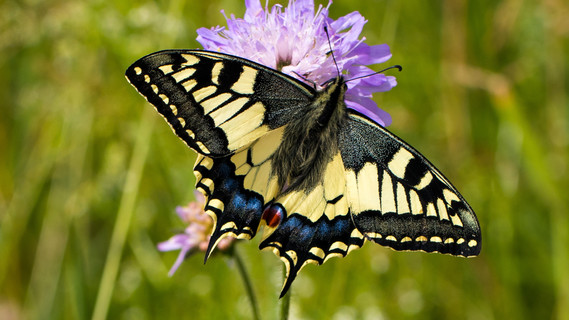 Der Bestand des unter Schutz stehenden Schwalbenschwanzes (Papilio machaon L.) zeigt in den letzten Jahren einen anhaltenden, deutlichen Rückgang.
