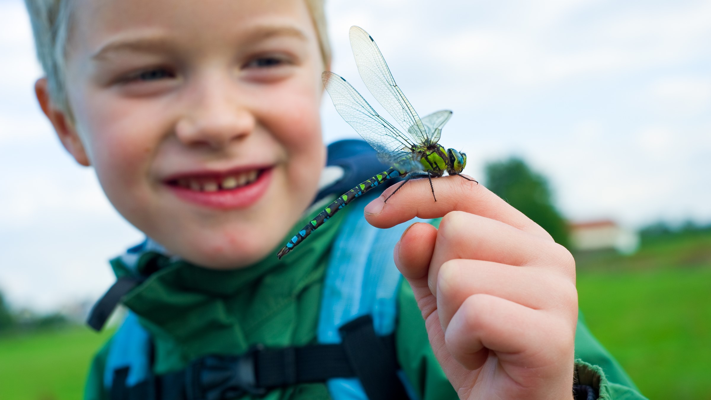Наблюдать за бабочкой. Насекомые для детей. Насекомые в природе. Наблюдение за насекомыми.